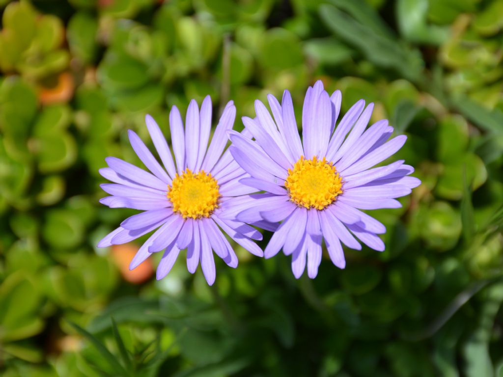 Aster alpinus / Astro alpino